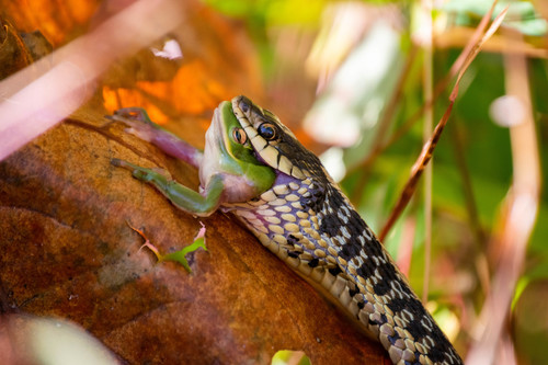Eastern Garter Snake photographed in Virginia