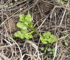 Sceptridium lunarioides