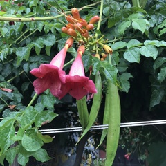 Angiospermae