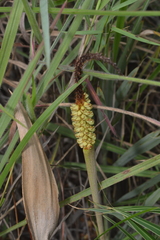 Allagoptera campestris