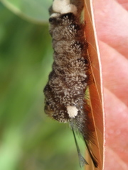 Apatelodidae