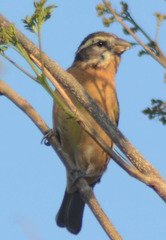 Pheucticus melanocephalus