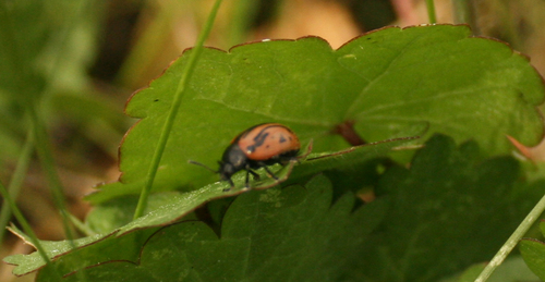 iNaturalist observation photo of Calligrapha sigmoidea