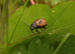 Calligrapha sigmoidea