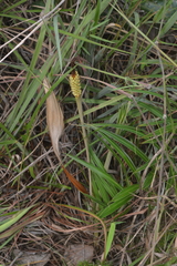 Allagoptera campestris
