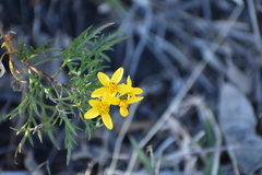 Coreopsis petrophila