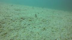 Heteroconger digueti