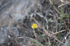 Oxypappus scaber
