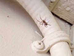 Steatoda nobilis