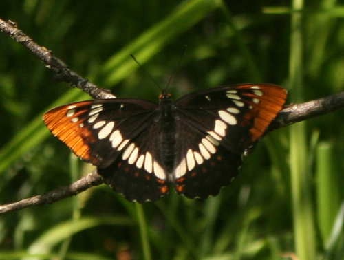 iNaturalist observation photo of Lorquin's Admiral