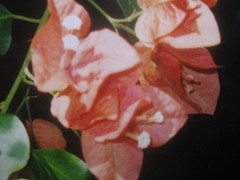Bougainvillea spectabilis