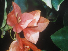 Bougainvillea spectabilis