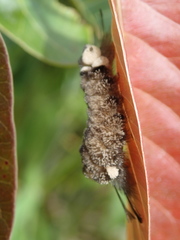 Apatelodidae