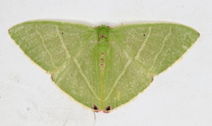 Urolitha bipunctifera