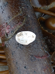 Cryptomya californica