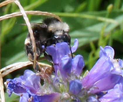 iNaturalist observation photo of Van Dyke's Bumble Bee