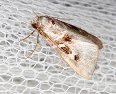 Chaograptis crystallodes