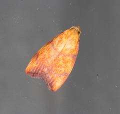 Pycnozancla acribes