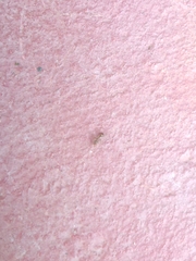 Formicidae