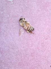 Apis mellifera