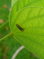 Dilobopterus costalimai