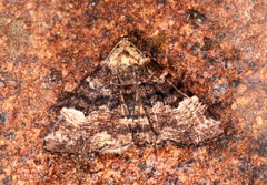Aporoctena scierodes
