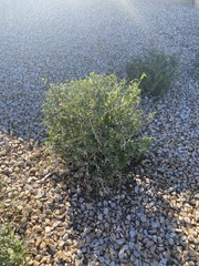 Magnoliopsida