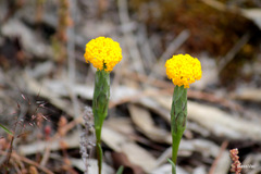 Podotheca gnaphalioides
