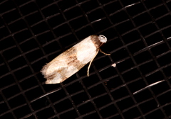 Zonopetala decisana