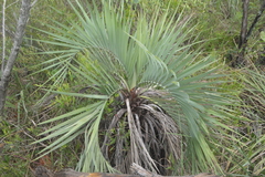 Butia archeri
