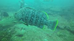 Dermatolepis dermatolepis