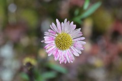 Erigeron karvinskianus image