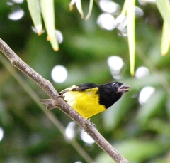 Spinus xanthogastrus