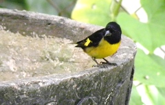 Spinus xanthogastrus