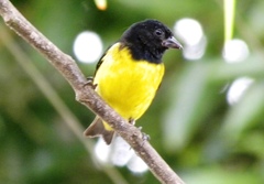 Spinus xanthogastrus