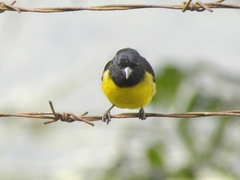 Spinus xanthogastrus