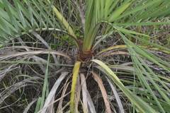 Butia archeri