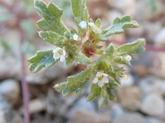 Ipomopsis polycladon