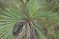 Butia archeri