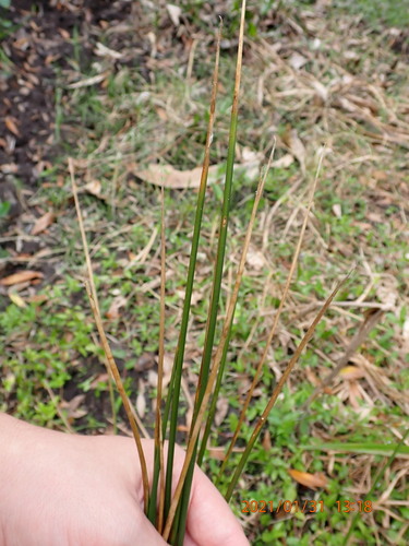 Juncus image