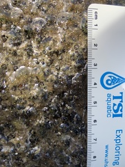 Dendropoma gregarium