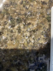 Dendropoma gregarium