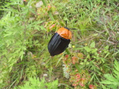 Necrophila brunnicollis