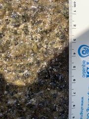 Dendropoma gregarium