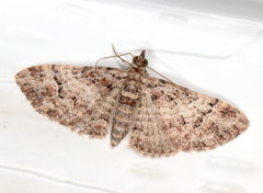 Mnesiloba eupitheciata