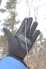 Acer negundo violaceum