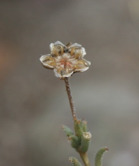 Trichodiadema gracile