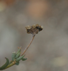 Trichodiadema gracile