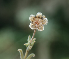 Trichodiadema gracile
