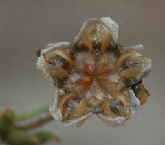 Trichodiadema gracile